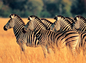 A group of beautifully manicured zebras looks out across the plains in isolated Katavi National Park, Tanzania