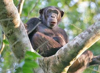 A lone chimp relaxes in the cleft of a tree in the deep jungle of the Mahale Mountains National Park, Tanzania