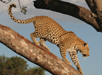 A leopard descends down a tree limb preparing to make a leap to the ground down below in Ruaha National Park, Tanzania