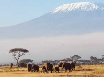 A herd of elephants grazes the grasslands against the backdrop of Mount Kilamanjaro in Amboseli, Kenya