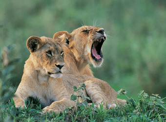 A pair of lions cubs rests among a comfortable bed of plants, baby lions, one yawns while the other is lost in though in Maasai Mara National Reserve 