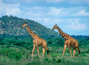 Two giraffes amble through the dense green vegetation in a corner of the Shaba National Reserve, Kenya