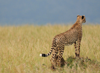 A cheetah gazes off from its perch into the African grasslands in Meru National Park, Kenya