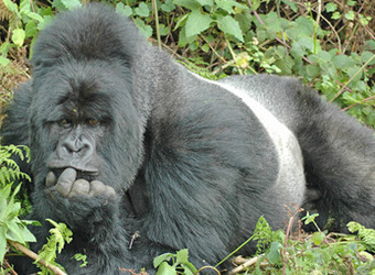 A mountain gorilla silverback male adopts the thinking man's pose while laying on his stomach amid vegetation in Bwindi Impenetrable Park, Uganda