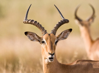 An impala chews its food with its sharply curved horns and head at attention in Lake Mburo National Park, Uganda