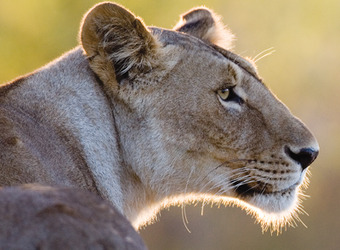 A lionness' head scans for danger as she is backlit by the son in Queen Elizabeth National Park, Uganda