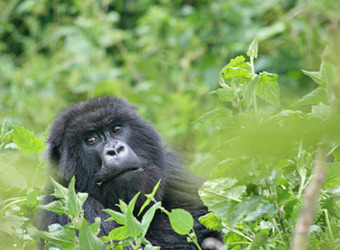 A gorilla peaks out above the foliage and surrounding wilderness in Volcanoes National Park, Rwanda