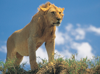 Immature male lion with unformed mane looks out over the grasslands from a high perch with blue sky and clouds in Kruger National Park, South Africa