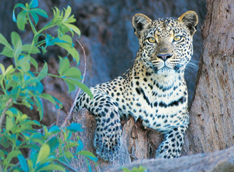 An inquisitive leopard leans over a tree branch in order to get a better view of her surroundings in Sabi Sand Reserve, South Africa