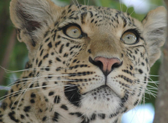 The face of a leopard, highly zoomed in, with its multitude of whiskers visible and its calm green eyes in South Luangwa National Park, Zambia