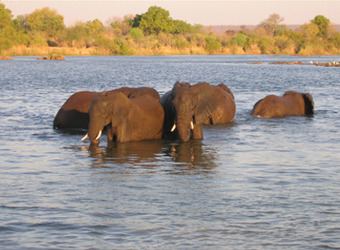 A group of elephants partially submerged within the lower Zambezi River with the sun highlighting the far banks, Zambia