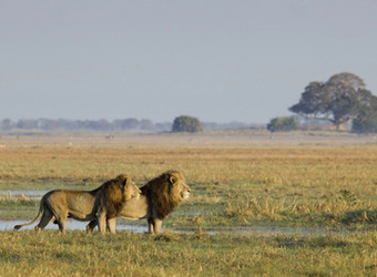 A pair of male lions looks off into the distance, one fully maned, the other a juvenile, with wetlands behind them in Kafue National Park, Zambia