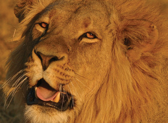 Doleful male lion examines the camera as he tries to stifle an oncoming yawn with his glistening teeth just exposed in Hwange National Park, Zimbabwe