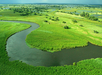 A bend in the Okavango Delta as seen from above surrounded by incredibly lush and fertile green grasses and trees in the Okavango Delta, Botswana