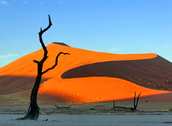 Gorgeous reddish orange sand dune juxtaposed with the bright blue sky behind it and a gnarled dead tree in Sossuglei, Namibia