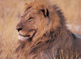 Huge regal male lion with massive fully formed mane surveys his kingdom of grasslands in Madikwe Game Reserve, South Africa