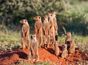 Photo: Southern Kalahari