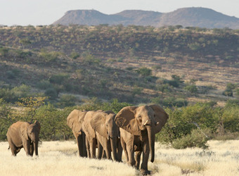 A line of elephants walks along the bush and grasses with large imposing mountains rising into the heavens in the distance in Damaraland, Namibia