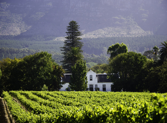 Beautiful view of a wine vineyard and house in the countryside with a large tree standing tall behind the house in cape winelands, South Africa