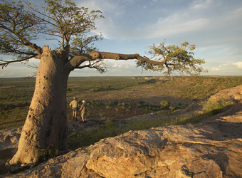 A couple of safari guests look out over the plains from beneath an expansive, sheltering Boabab tree in Mashatu Game Reserve, South Africa