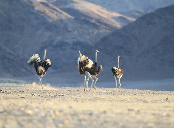 Photo: Skeleton Coast