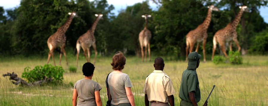 Huge_giraffe_walking