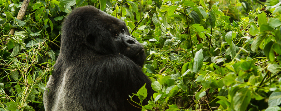 Huge_mountain_gorilla__c__russel_friedman_lp_slider