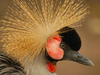 Photo: Lake Mburo Nat'l Park